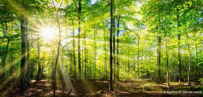 Welche Steuern fallen beim Waldverkauf an?